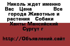 Николь ждет именно Вас › Цена ­ 25 000 - Все города Животные и растения » Собаки   . Ханты-Мансийский,Сургут г.